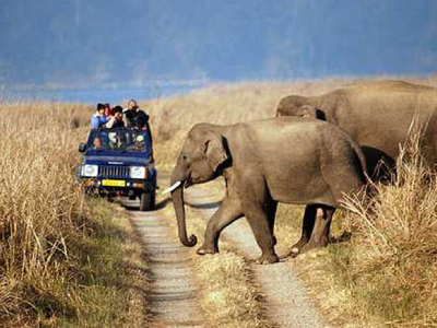 Elephant Safari