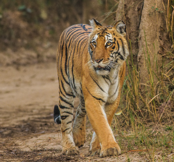 Jim Corbett National Park - Bengal Tiger in wild