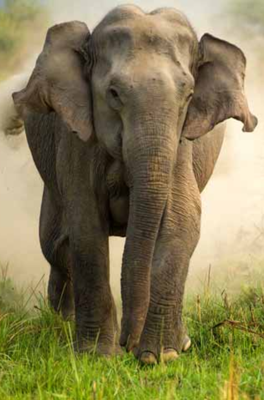 Jim Corbett National Park